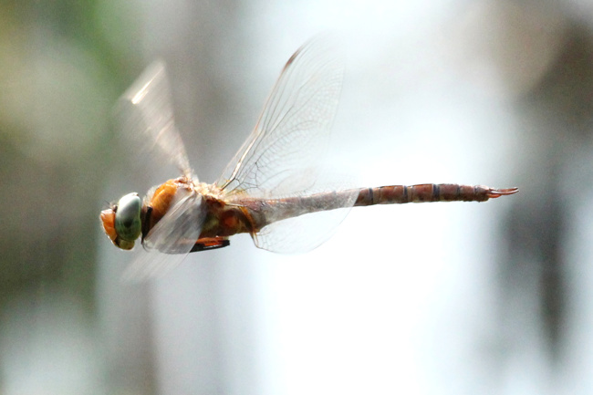 Aeshna isosceles, ♂, D04 Bebra, Auf dem Rasen, 28.05.18, 3 A. Werner