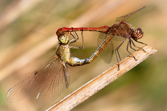 Sympetrum meridionale Paar, B08 Rotenburg, Am Zellrichsgraben (gestaltetes Kleingewässer), 16.08.13-1, M. Kreisel