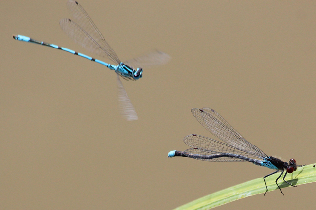 Erythromma najas + Hufeisen-Azurjungfer♂♂  , F06 Meckbach, Fuldasumpfwiesen, 29.06.12, A. Werner