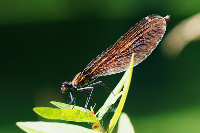 Calopteryx virgo,♀, I05 Bad Hersfeld, Gartenteich, 29.08.2012, H. Eigenbrod