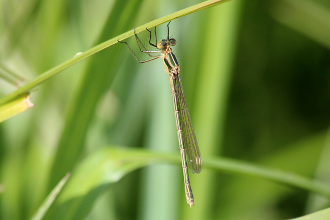 Lestes sponsa ♀ Beleg EB, F06 Meckbach, Fuldasumpfwiesen, 29.06.12, A. Werner