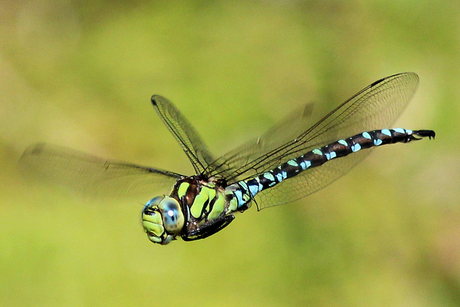 Aeshna cyanea ♂, D05 Blankenheim Fuldaaue (Seitengerinne), 03.09.11, A. Werner