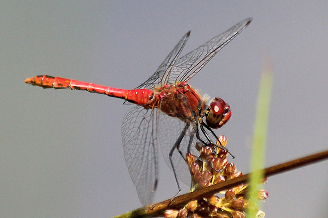 Sympetrum sanguineum ♂, D21 Lüdersdorf, Lehmbachtal (Fischteiche), 03.08.13, A. Werner