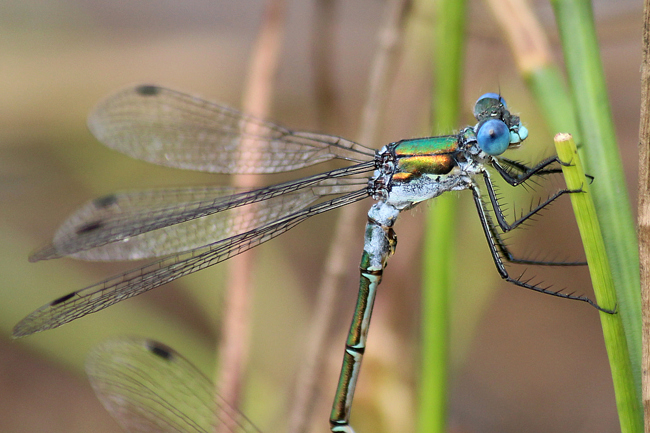 Lestes dryas ♂, A06 Hergershausen, Gemarkung (Tongrube), 29.07.13, A. Werner (2) (1)