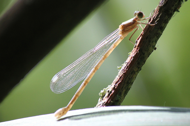 Lestes viridis ♀, jung, G03 Hönebach, ND Gelber Teich (gestaltetes Kleingewässer), 28.07.13, A. Werner