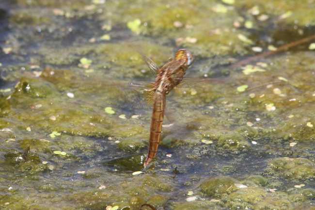 Feuerlibelle ♀ Eiablage, D04 Bebra, Auf dem Rasen, 15.07.18-3, A. Werner