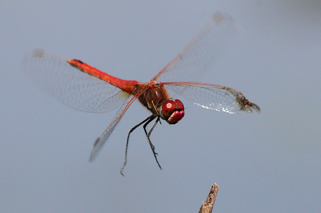 Sympetrum fonscolombii ♂, deformierter Flügel, D10 NSG Alte Fulda bei Blankenheim (gestaltete Flutmulde), 25.07.12-1, A. Werner