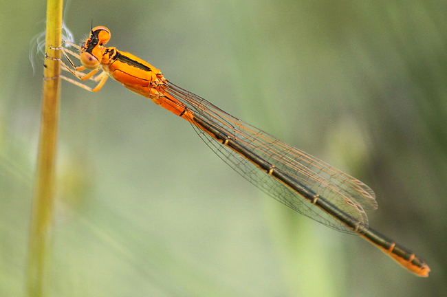 Ischnura pumilio ♀ jung, F06 Meckbach, Fuldasumpfwiesen, 07.08.12, A. Werner