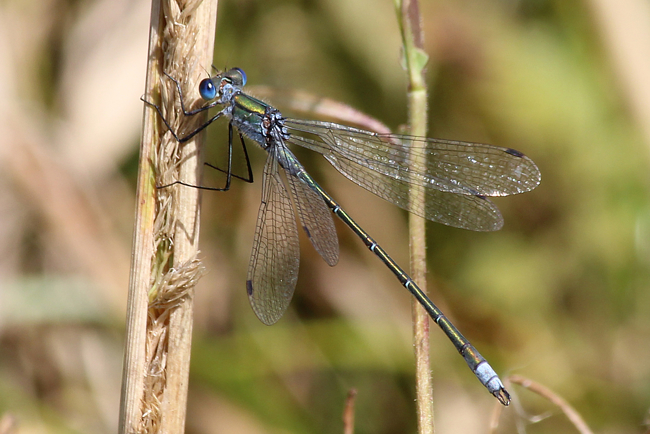 Lestes sponsa ♂, D13 NSG Ulfewiesen bei Weiterode, 11.08.13, A. Werner