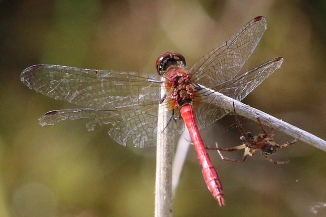 Sympetrum sanguineum ♂, mit Spinne, F06 Meckbach, Fuldasumpfwiesen, 27.08.14, A. Werner