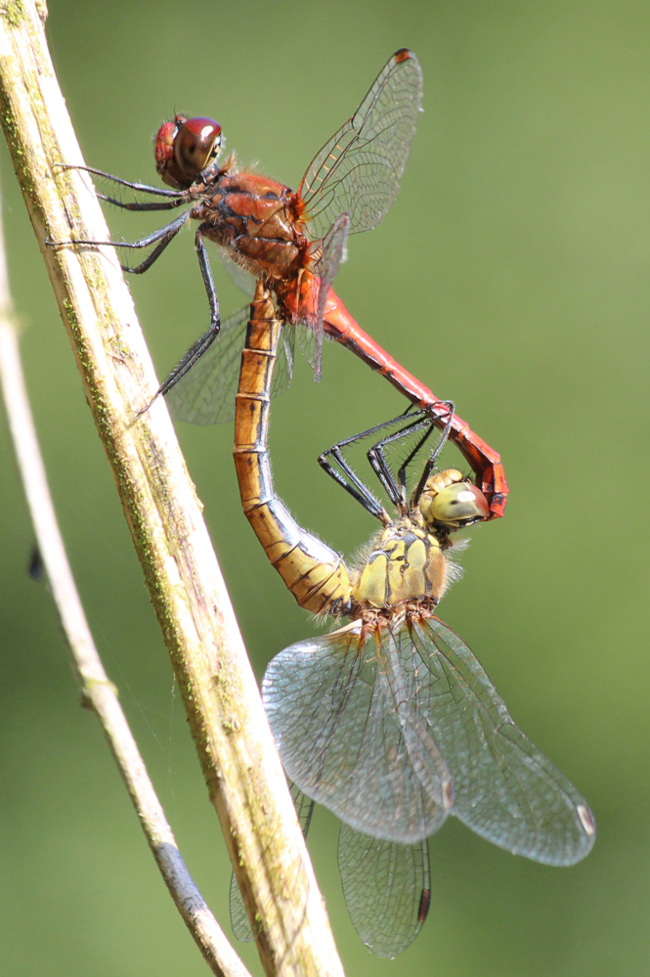 Sympetrum sanguineum Paar, D21 Lüdersdorf, Lehmbachtal (Fischteiche) 2, 04.09.13-2, A. Werner