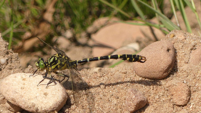 Onychogomphus forcipatus ♂, D12 NSG Forbachsee bei Bebra, 06.07.18, A. Werner