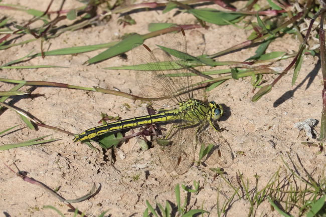 Onychogomphus forcipatus ♂, D33 Bebra, Kiesabbau Finkenroth (EB), 03.06.23, A. Werner