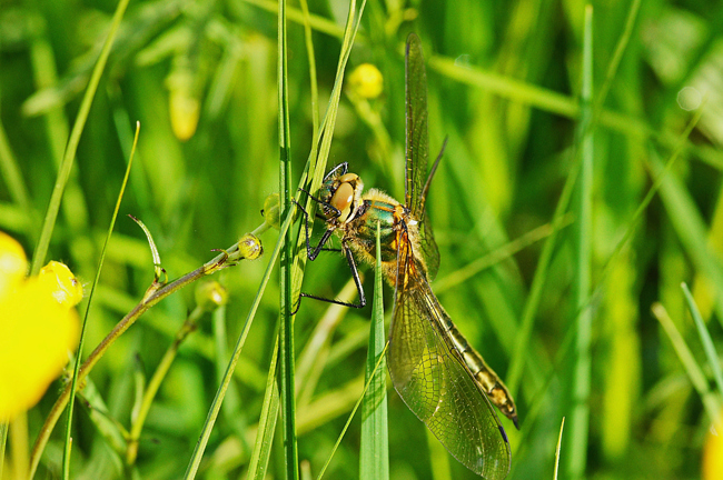 Cordulia aenea ♀, I06 Malkomes (Lämmerteiche), 11.05.12-3, H. Eigenbrod