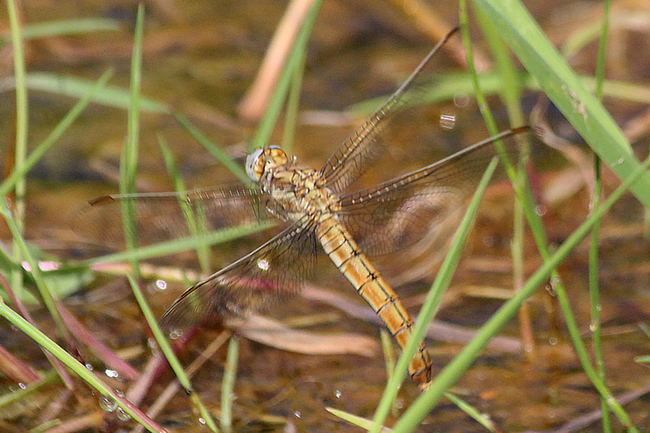 Orthetrum brunneum ♀, Eiablage, F05 Meckbach, Die Nassen Wiesen (Quellsumpf), 20.07.13-2, A. Werner