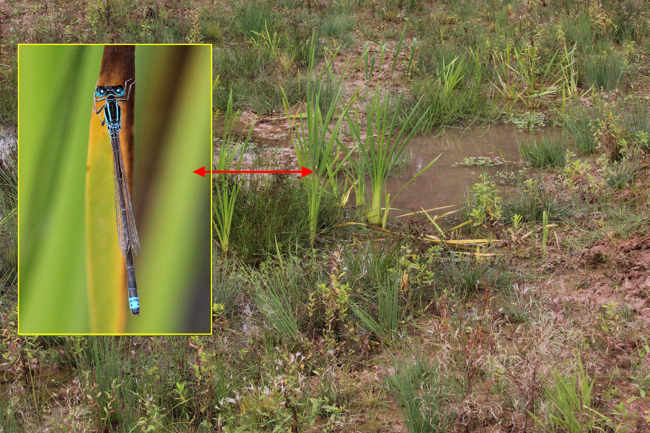 Kleine Pechlibelle ♂ im Habitat, D13 NSG Ulfewiesen (gestaltetes Gewässer), 20.09.15, A. Werner