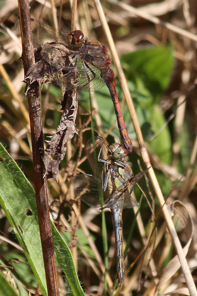 Sympetrum striolatum Paar, D02 Bebra, Fuldaaue (gestaltete Kleingewässer), 30.09.12, A. Werner