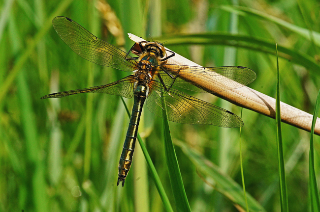 Cordulia aenea ♀, I06 Malkomes (Lämmerteiche), 11.05.12-4, H. Eigenbrod