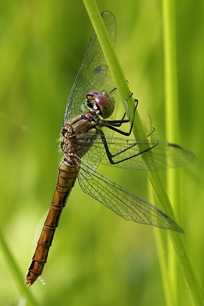 Sympetrum sanguineum ♀, F22 Meckbach, (gestaltete Kleingewässer), 21.08.14, A. Werner