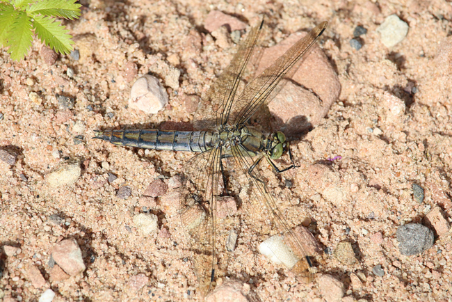 Orthetrum cancellatum ♂, D02 Bebra, Fuldaaue (gestaltete. Kleingewässer), 24.08.14, A. Werner