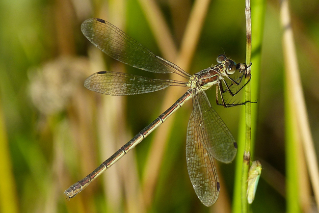 Lestes sponsa ♀, J04 Kleba, Brüchen (gestaltete Kleingewässer), 16.08.13, G. Koska