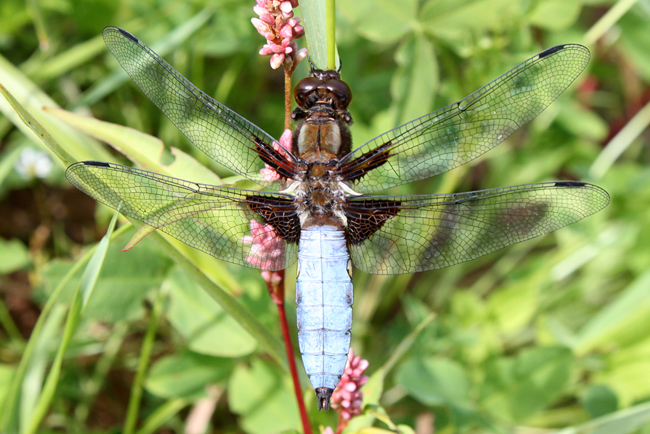 Libellula depressa ♂, NSG Alte Fulda Bei Blankenheim (Seitengerinne), 16.07.11, A. Werner