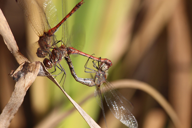 Sympetrum striolatum Paar+♂, D13 NSG Ulfewiesen bei Weiterode (gestalt. Weiher), 19.10.13-2, A. Werner