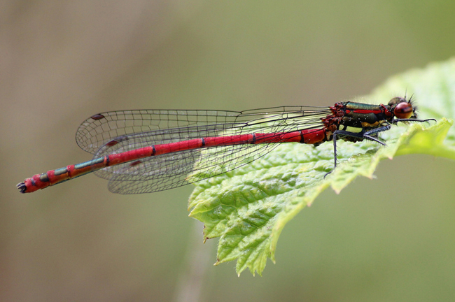 Pyrrhosoma nymphula ♂, F10 Rohrbach Rodersgraben (Fischteich), 19.05.12, A. Werner