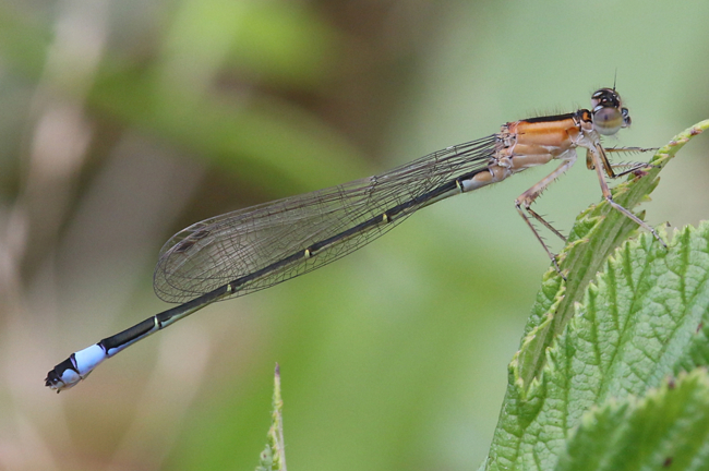 Ischnura elegans ♀, D03.1 Bebra, Kiesgruben Nr. 1 (ehemaliges Abbaugebiet), 05.08.14, A. Werner