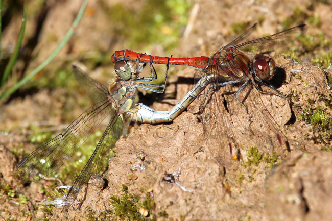 Sympetrum striolatum Paarung, D13 NSG Ulfewiesen bei Weiterode, TK 5024 2 (Flur Aue), 02.10.15, A. Werner