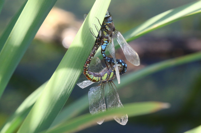 Aeshna Mixta Paar, D33 Bebra, Großer Kiessee, 17.10.22, LB eines Paares, A. Werner