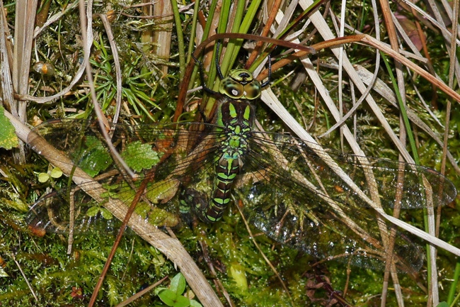 Aeshna cyanea ♀, Eiablage, I05 Bad Hersfeld, Stadt Gartenteich, 01.09.11, H. Eigenbrod