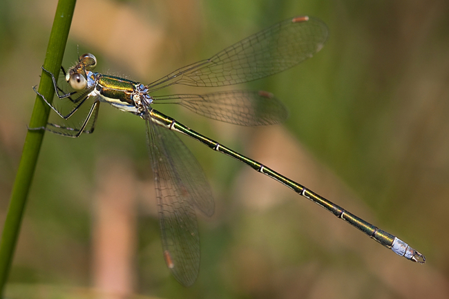 Lestes virens ♂, B08 Rotenburg, Am Zellrichsgraben (gestaltetes Kleingewässer), 06.08.10, M. Kreisel