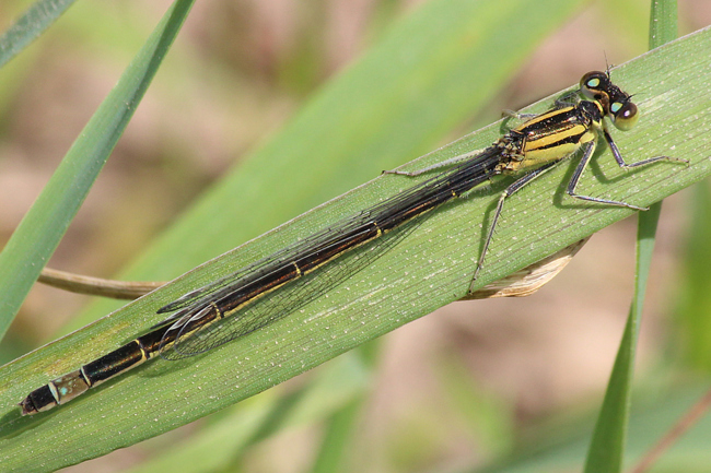 Ischnura elegans ♀ goldfarben, D02 Bebra, Fuldaaue (gestaltetes Kleingewässer), 13.07.13, A. Werner