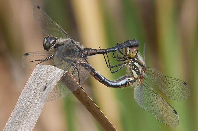 Sympetrum danae Paar, B08 Rotenburg, Am Zellrichsgraben (gestaltetes Kleingewässer), 20.09.09, M. Kreisel