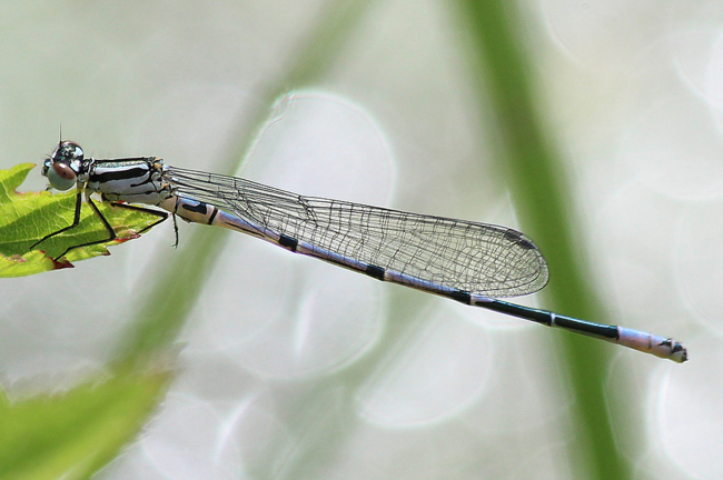 Coenagrion puella ♂ jung, F06 Meckbach, Fuldasumpfwiesen, 09.07.12, A. Werner