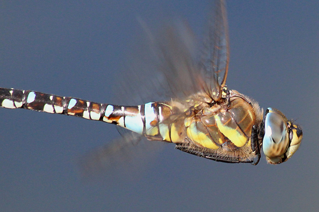 Aeshna mixta ♂, Porträt, B06 NSG Im Sand bei Rotenburg, 14.09.12, A. Werner