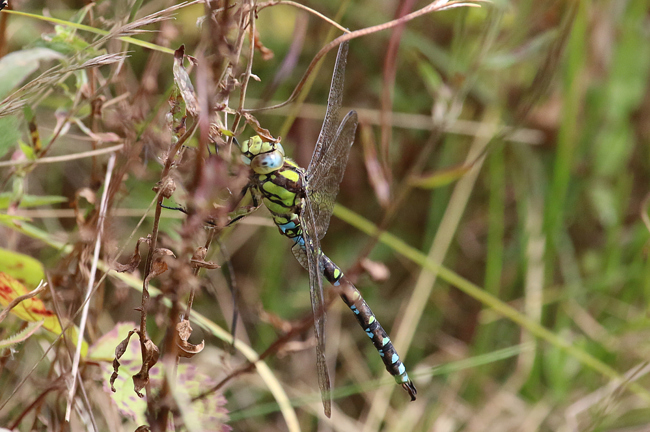 Blaugrüne Mosaikjungfer, ♂, Breitenbach, Der Heilige Rain, 09.09.14, A. Werner