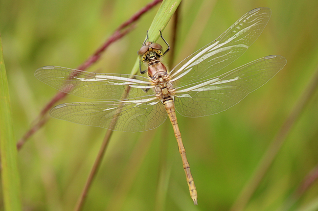 Sympetrum striolatum ♂ jung, D02 Bebra, Fuldaaue (gestaltete Kleingewässer), 24.06.12-2, A. Werner