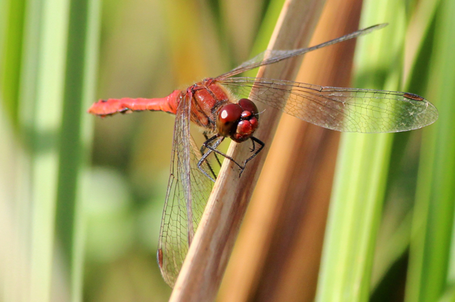 Sympetrum sanguineum ♂, D14 NSG Unterm Siegel bei Bebra, 15.09.11, A. Werner