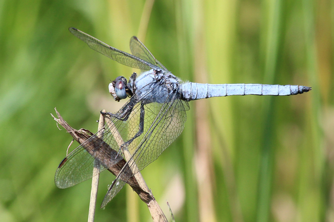 Orthetrum brunneum ♂, F05 Meckbach, Die Nassen Wiesen (gestaltetes Kleingewässer), 22.07.13-2 , A. Werner