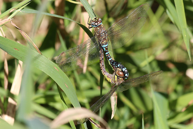 Aeshna mixta Paar, D03 Bebra, Großer Kiessee, 30.09.12, A. Werner