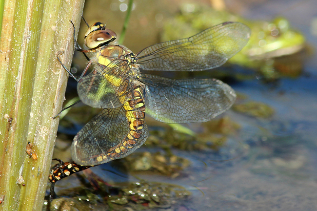 Aeshna mixta ♀ Eiablage Igelkolben, D03.1 Bebra, Kiesgruben Nr. 1, 30.09.12, A. Werner