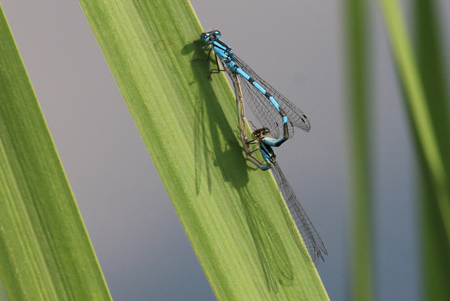 Enallagma cyathigerum Paar, beide mit bläulichen Thorax, D03.1 Bebra, Kiesgruben Nr. 1-3 Nr. 1, 19.09.14, A. Werner