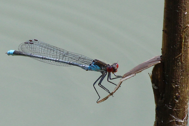 Erythromma najas ♂ D26 Bebra, Kiesgruben Vor den Weiden Nr. 1 (ehemaliger Kiesabbau), 02.07.13, A. Werner