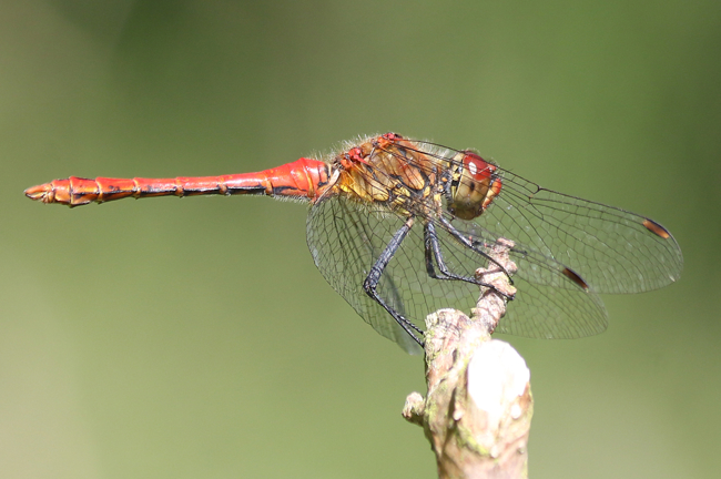 Sympetrum sanguineum ♂, D21 Lüdersdorf, Lehmbachtal (Fischteiche), 31.07.14, A. Werner