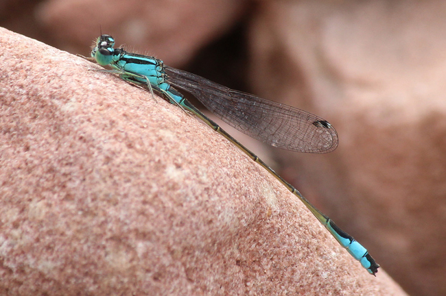 Ischnura elegans ♂, D02 Bebra, Fuldaaue (gestaltetes Kleingewässer), 28.08.13, A. Werner