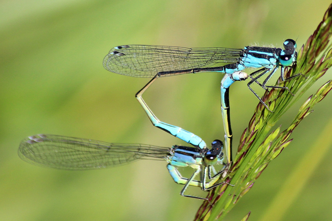 Ischnura elegans Paar, ♀ lila blau, D02 Bebra Fuldaaue (Gestaltetes Kleingewässer), 22.06.12, A. Werner