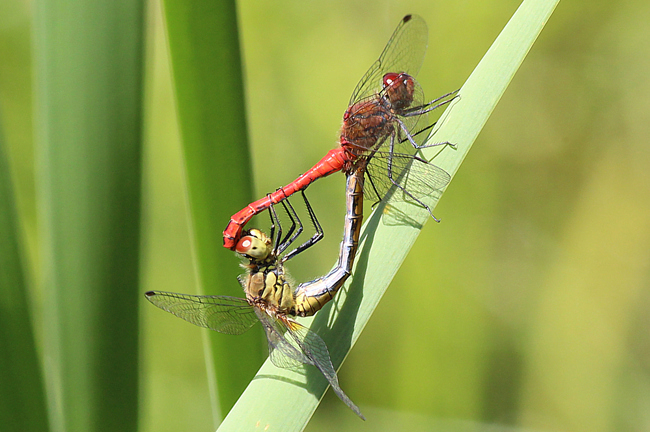 Sympetrum sanguineum Paar, K01 Raboldshausen, Schnepfenwiese, (gestaltetes Kleingewässer), 17.08.13-1, A. Werner