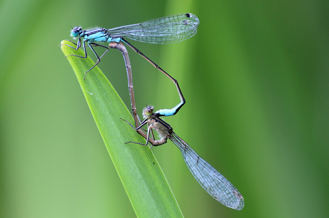 Ischnura elegans Paar, ♀ bräunlich oliv, D03 Bebra, Großer Kiessee, 01.09.12, A. Werner